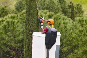 The Ultimate Guide to Expert Tree Removal: When and Why You Should Call In the Pros The Ultimate Guide to Expert Tree Removal: When and Why You Should Call In the Pros